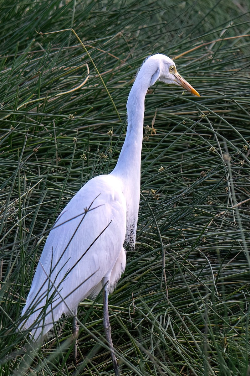 Yellow-billed Egret - ML643264347
