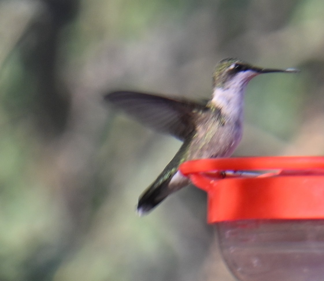 Ruby-throated Hummingbird - ML643264350