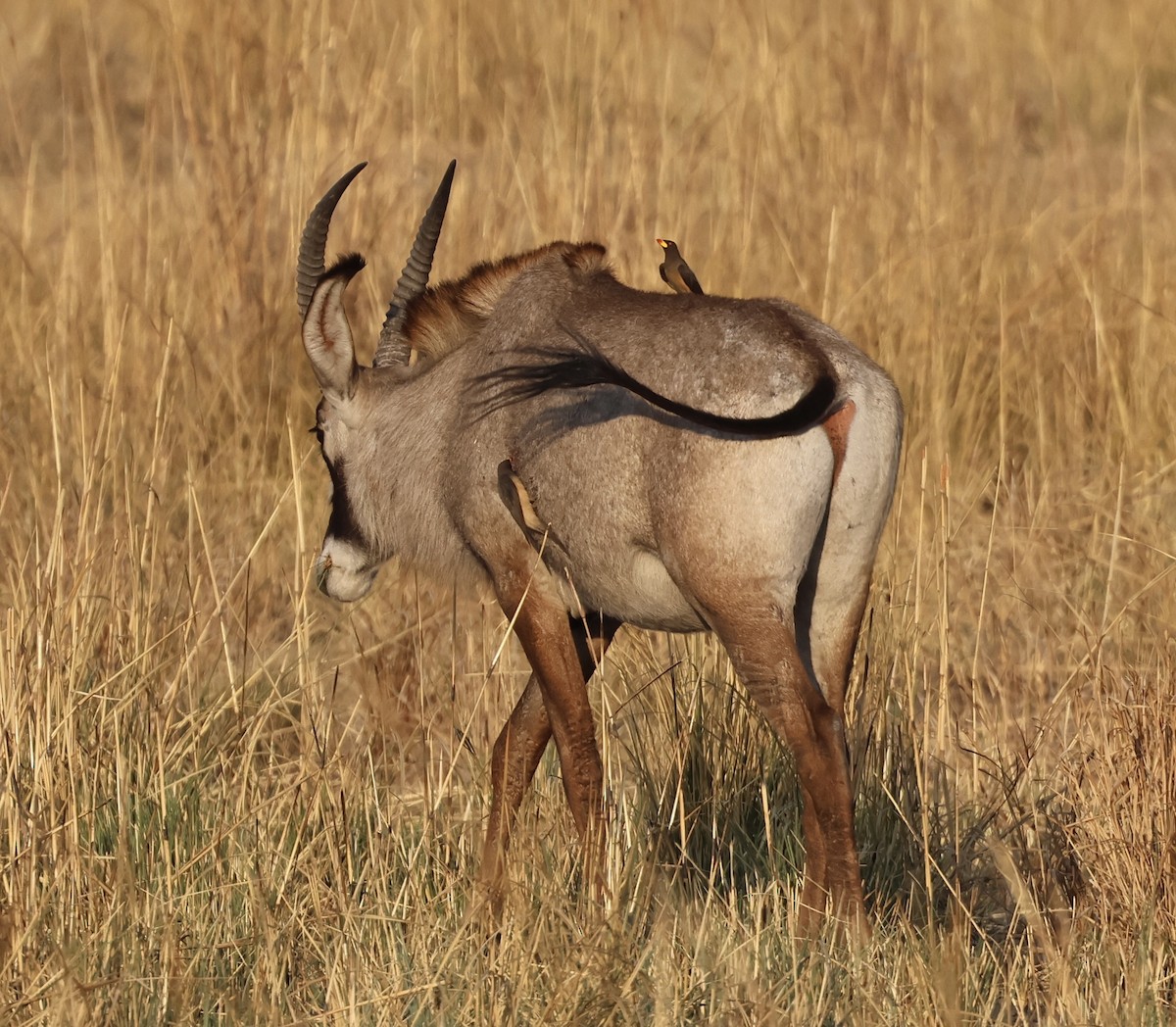 Yellow-billed Oxpecker - ML643264351