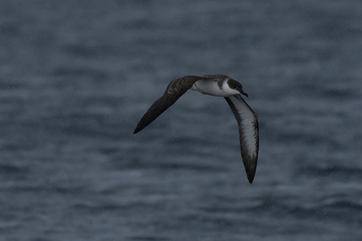 Great Shearwater - ML643264361