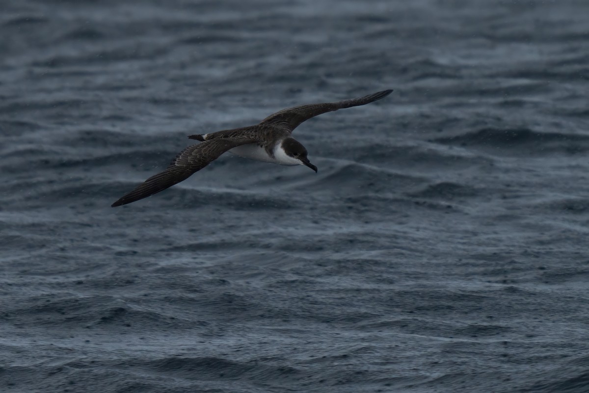 Great Shearwater - ML643264362