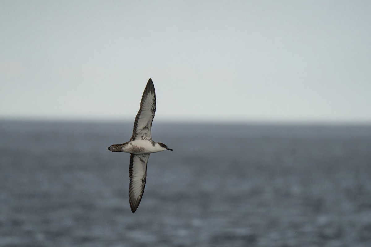Great Shearwater - ML643264375