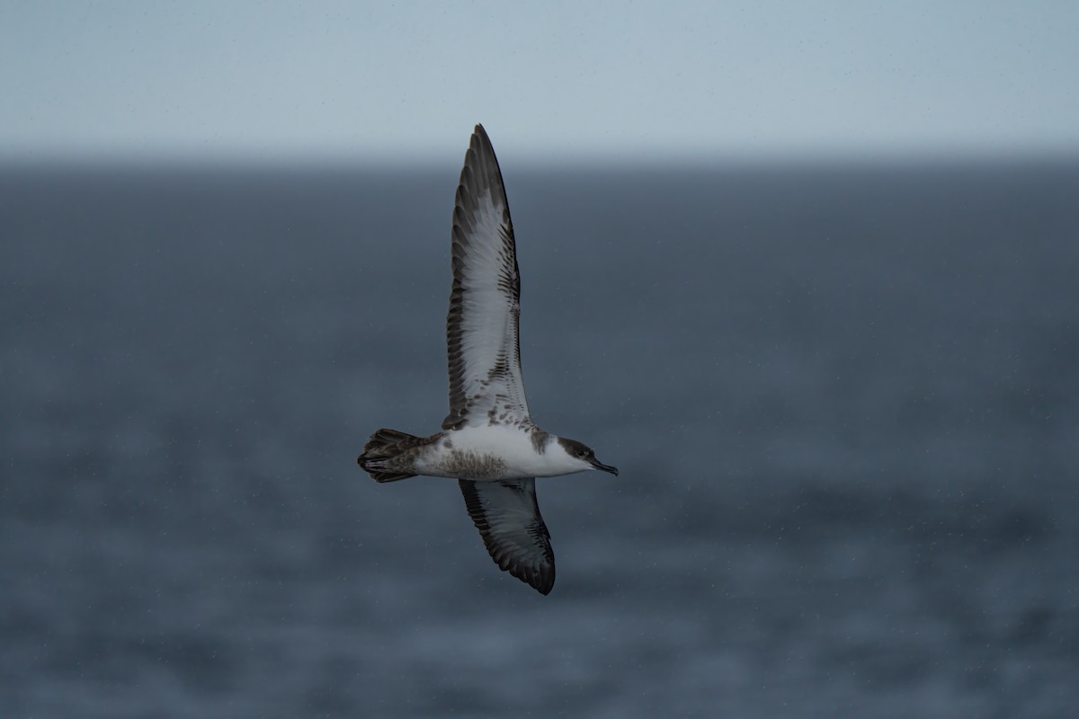Great Shearwater - ML643264378