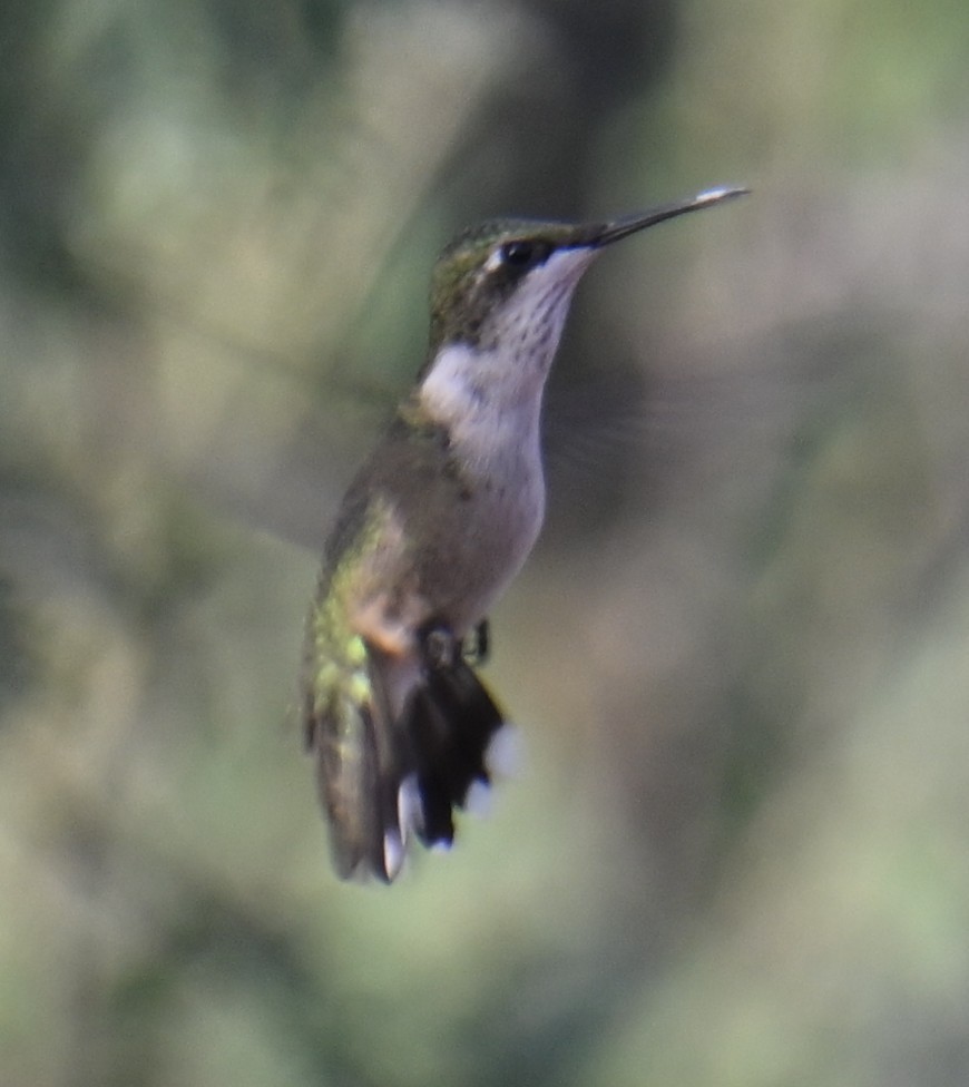 Ruby-throated Hummingbird - ML643264382