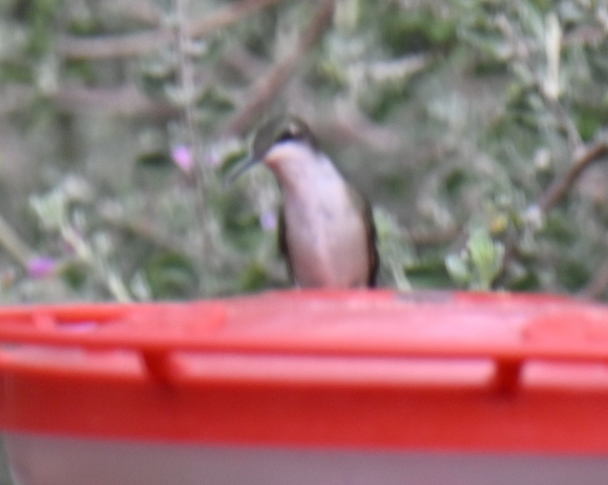 Ruby-throated Hummingbird - ML643264383