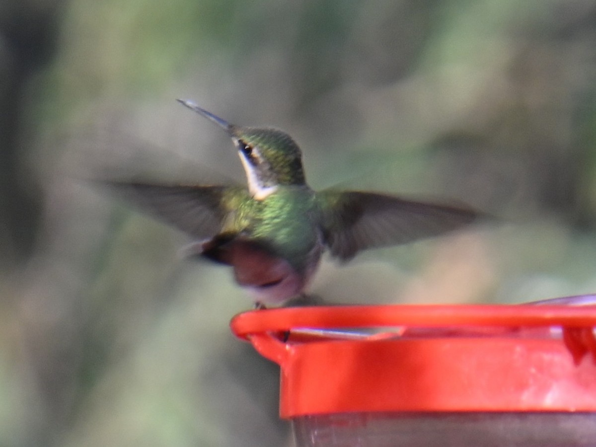 Ruby-throated Hummingbird - ML643264384