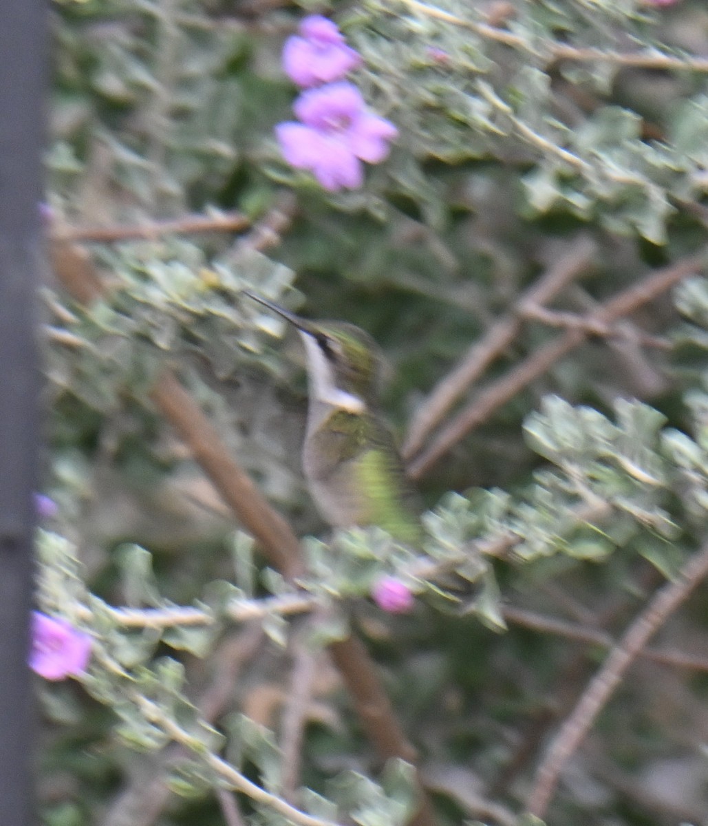 Ruby-throated Hummingbird - ML643264385