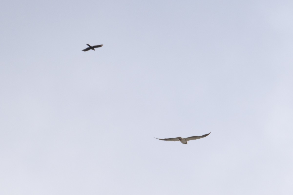 Swainson's Hawk - ML643264387