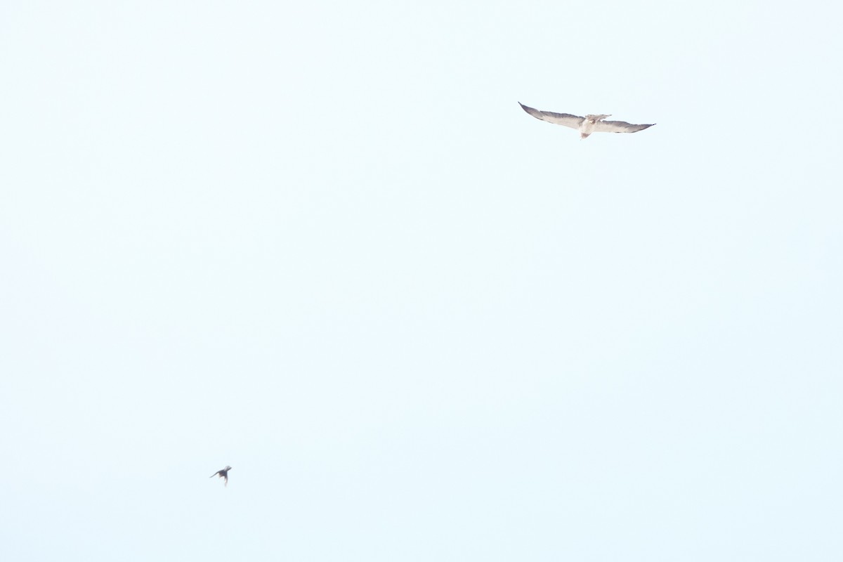 Swainson's Hawk - ML643264388