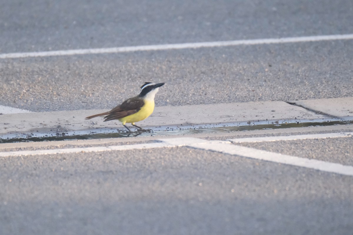Great Kiskadee - ML643264390