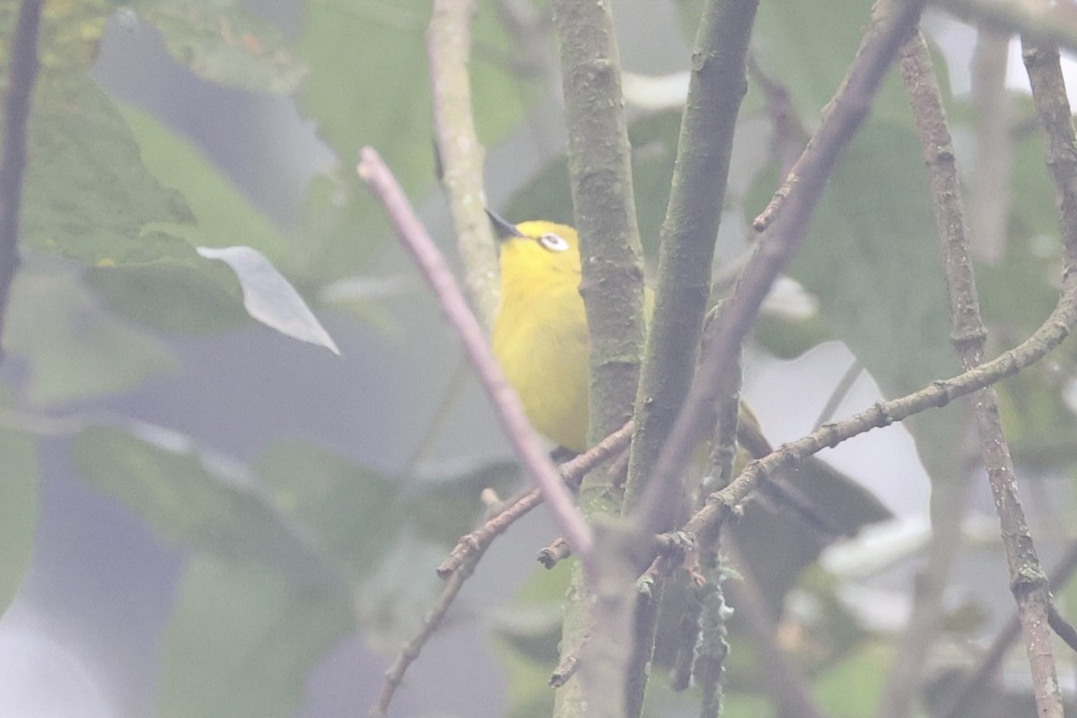 Green White-eye - ML643264401