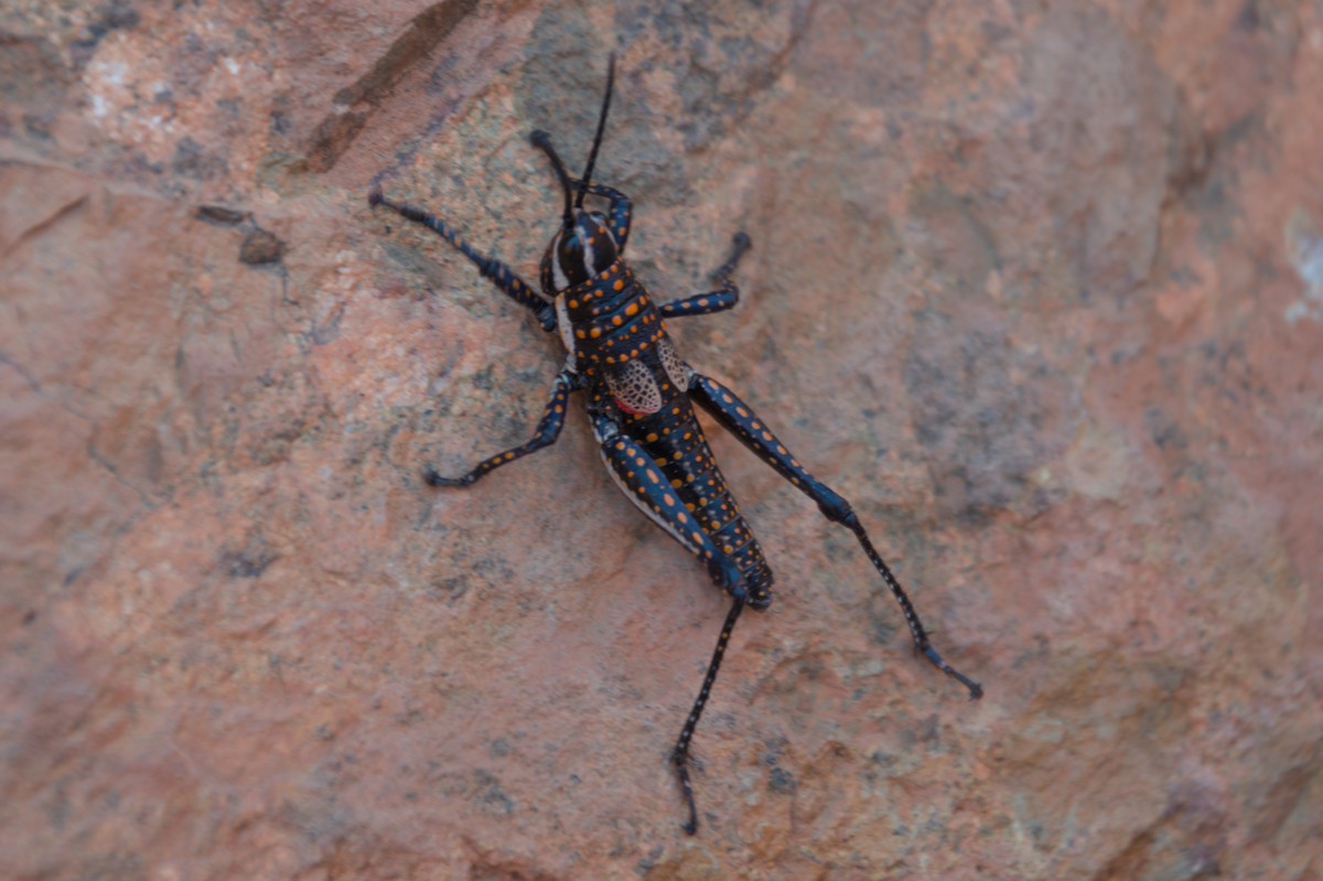 Blistered Pyrgomorph - ML643264415