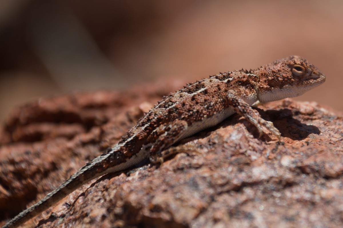 Centralian Earless Dragon - ML643264416