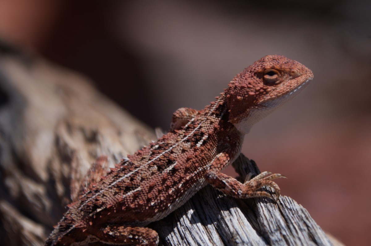 Centralian Earless Dragon - ML643264417