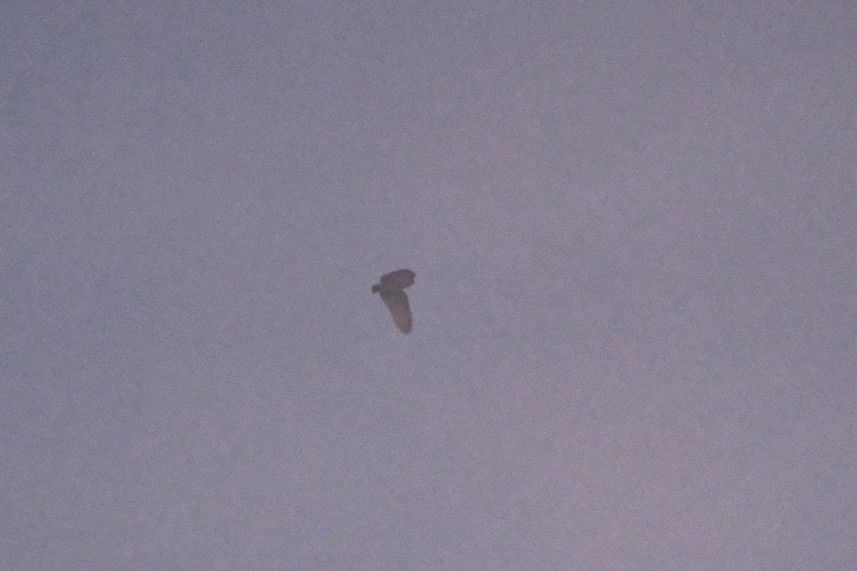 American Barn Owl - ML643264419