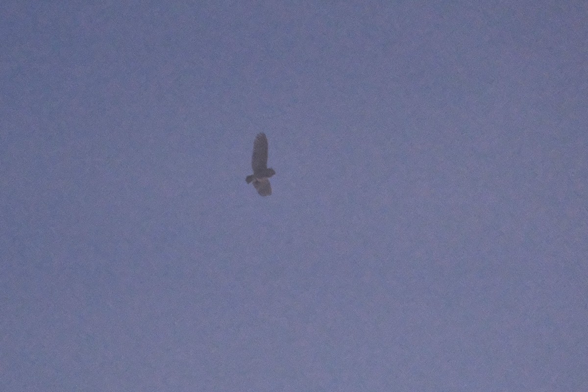 American Barn Owl - ML643264420