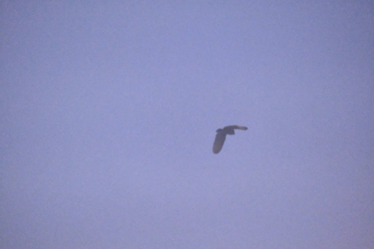 American Barn Owl - ML643264422
