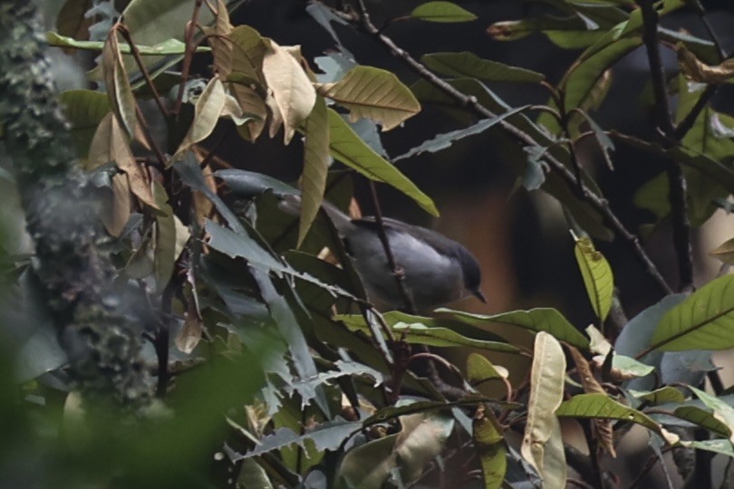 Buff-throated Apalis - ML643264425