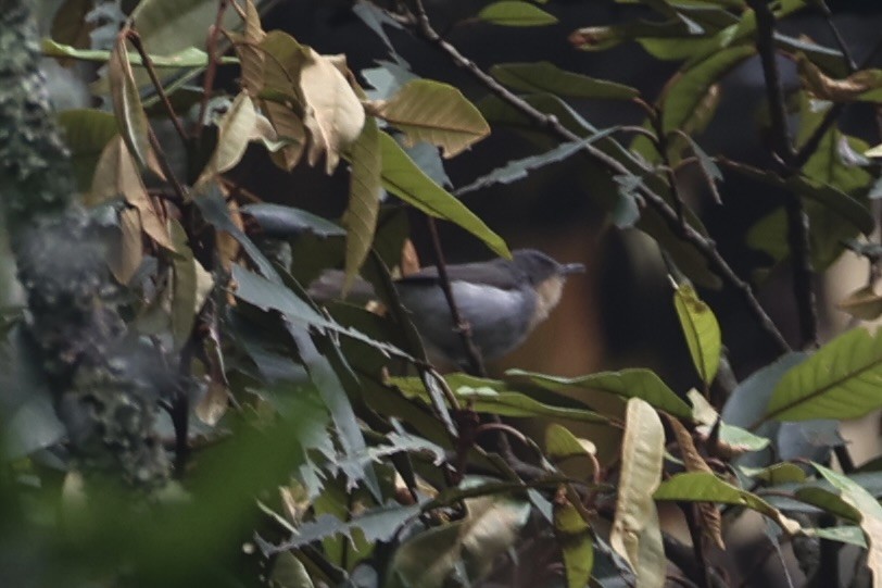 Buff-throated Apalis - ML643264426