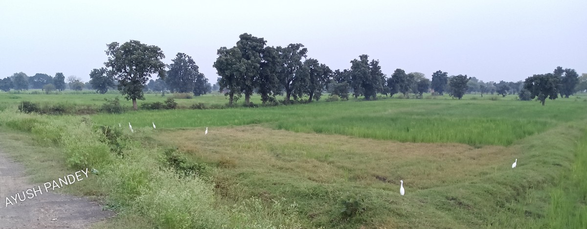 Eastern Cattle-Egret - ML643264432
