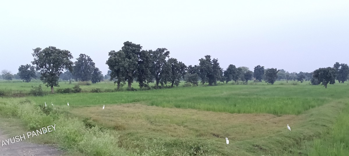 Eastern Cattle-Egret - ML643264433
