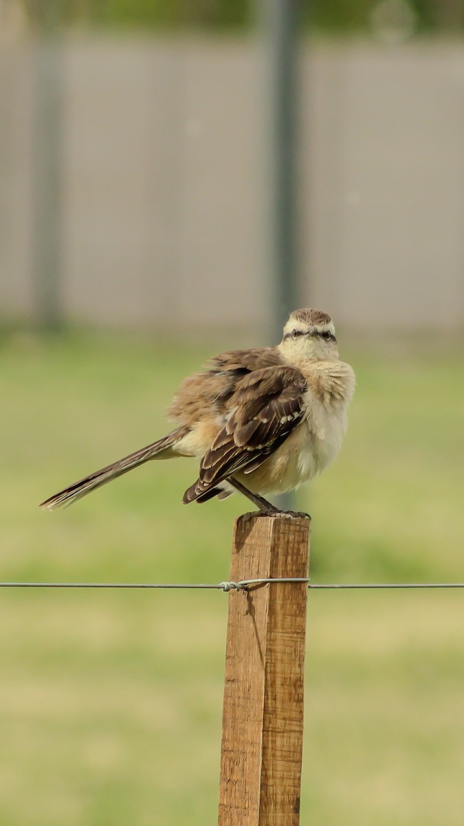 Chalk-browed Mockingbird - ML643264446