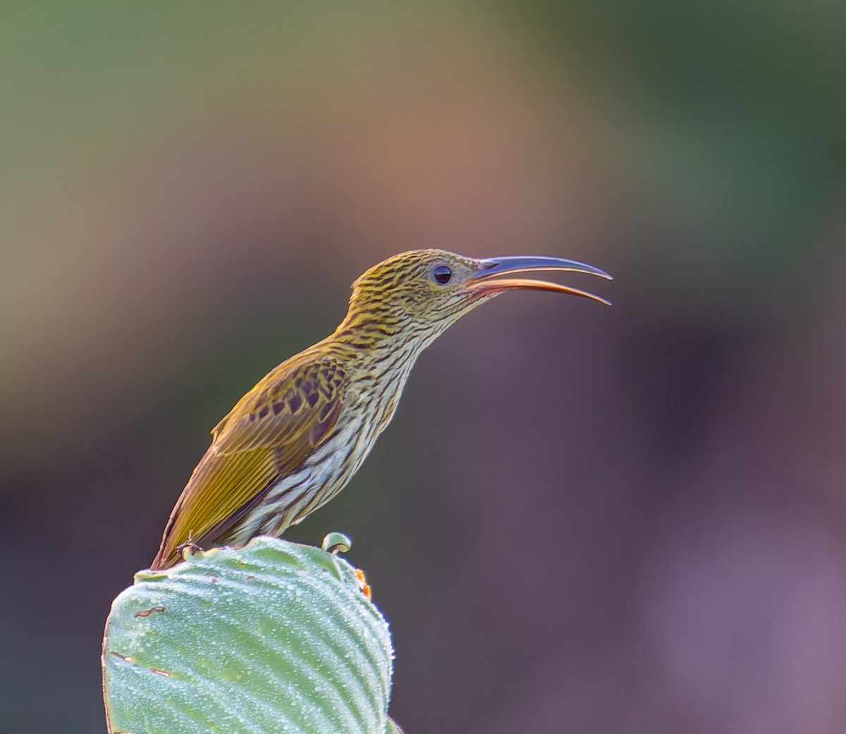 Streaked Spiderhunter - ML643264453