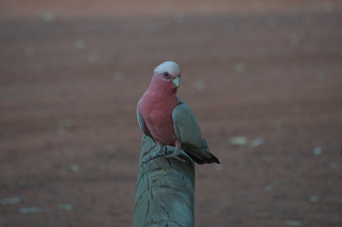 Galah - ML643264467