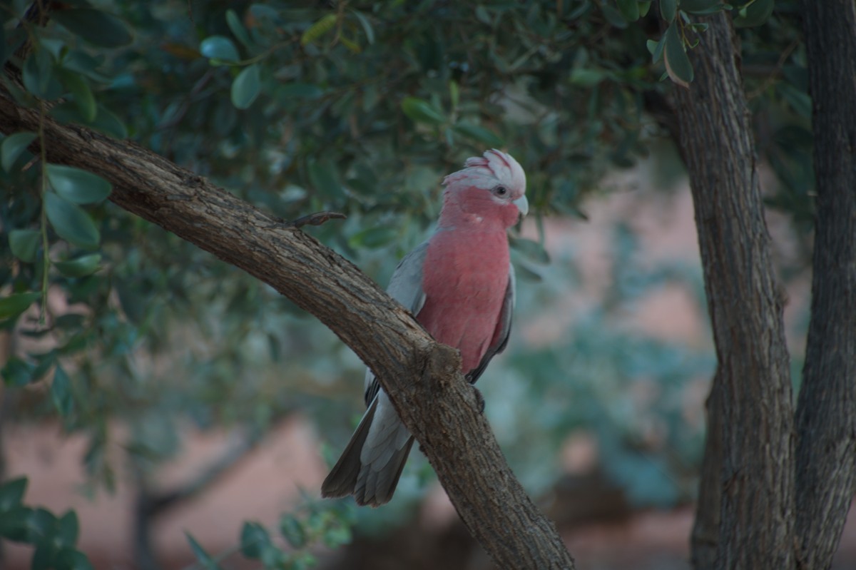 Galah - ML643264468