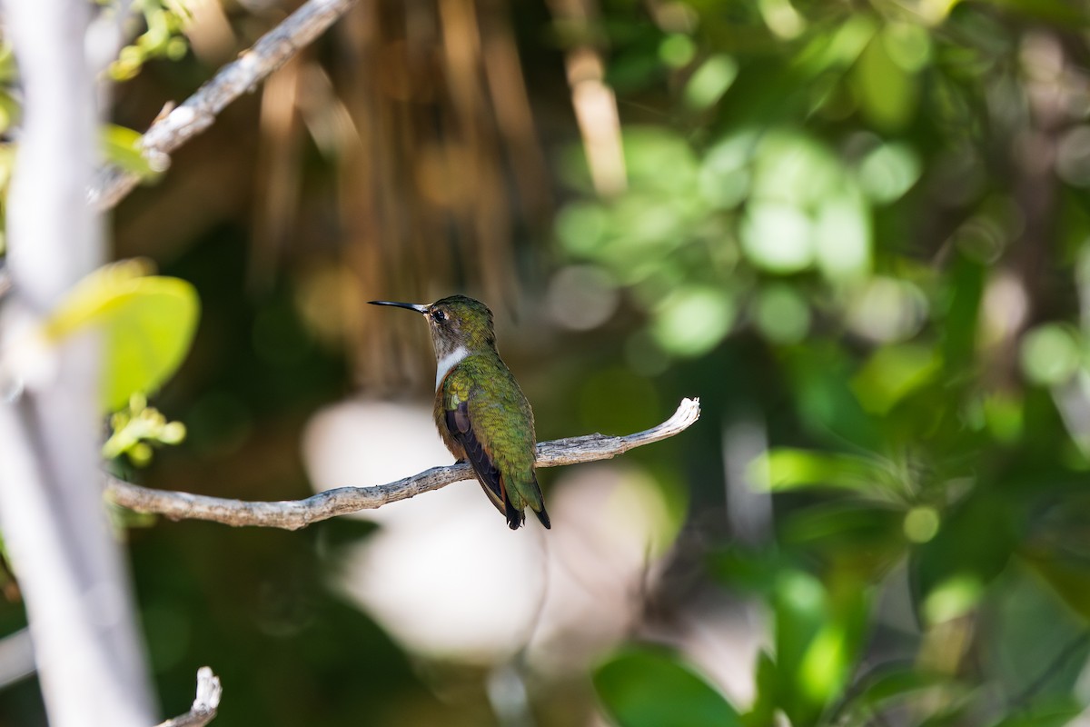 bahamaskolibri - ML643264482