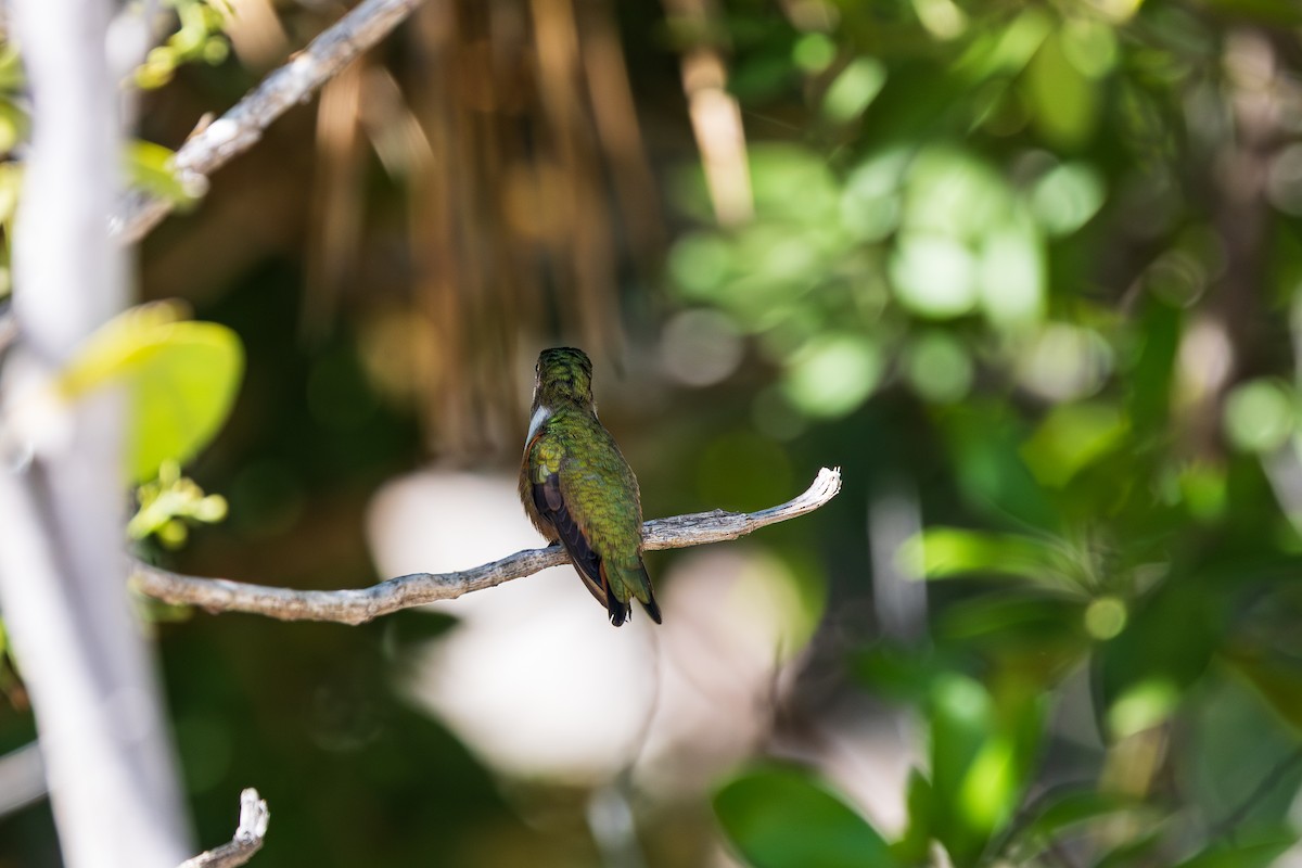 bahamaskolibri - ML643264483