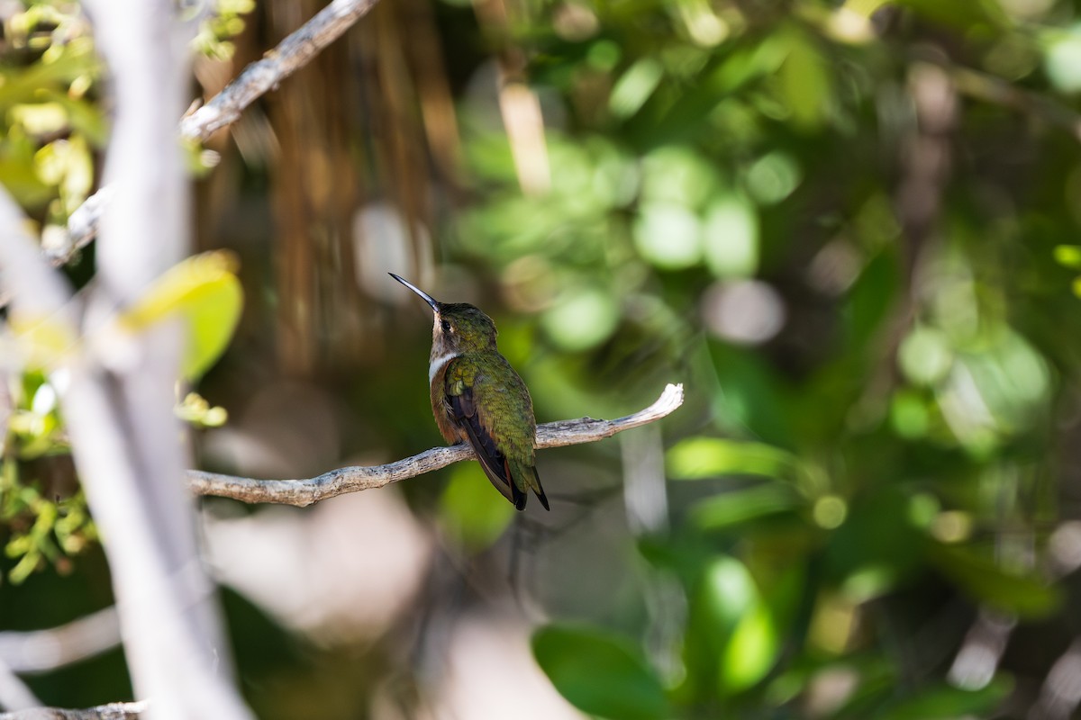 bahamaskolibri - ML643264484