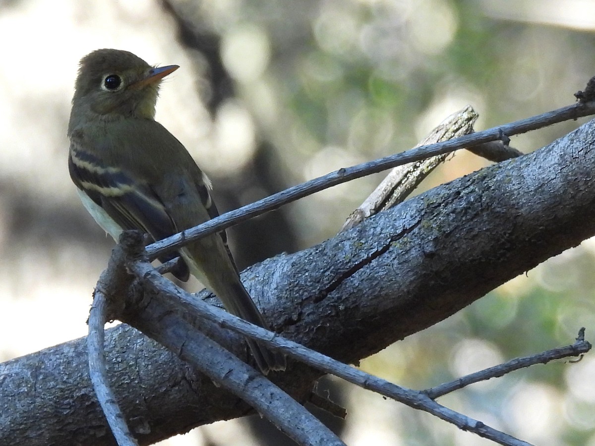 Western Flycatcher (Pacific-slope) - ML643264487