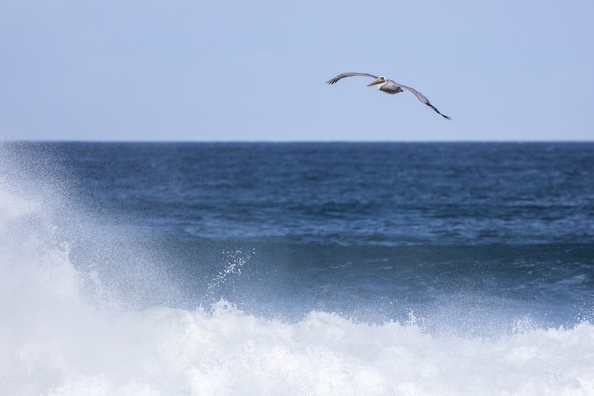 Brown Pelican - ML643264494