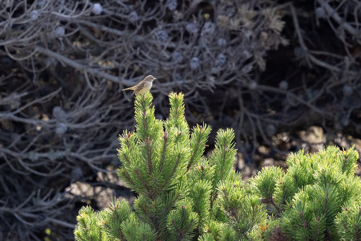 Palm Warbler - ML643264509