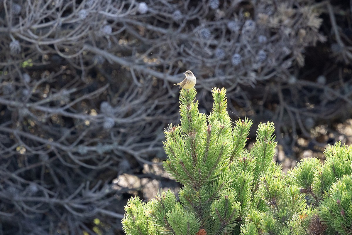 Palm Warbler - ML643264511