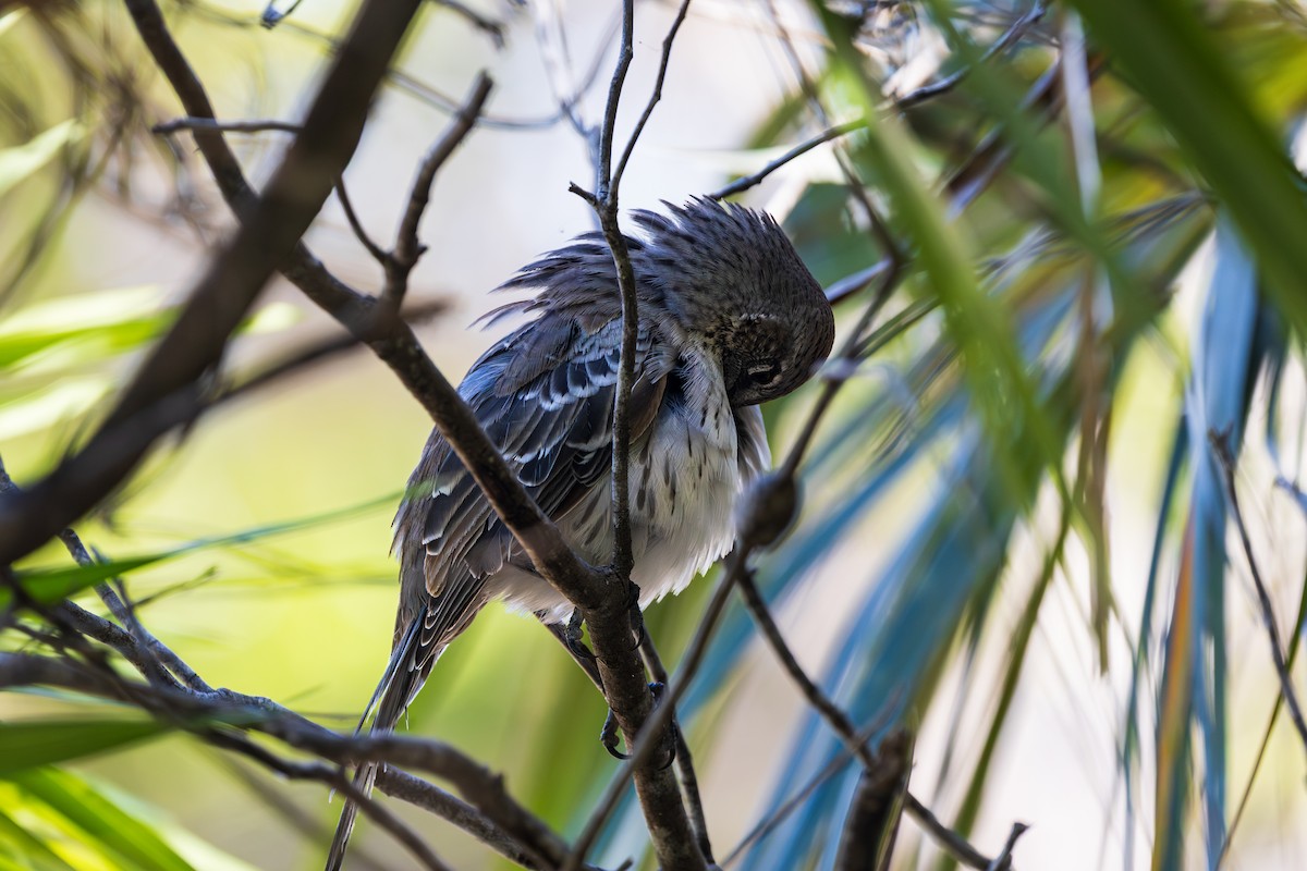 Bahama Mockingbird - ML643264516
