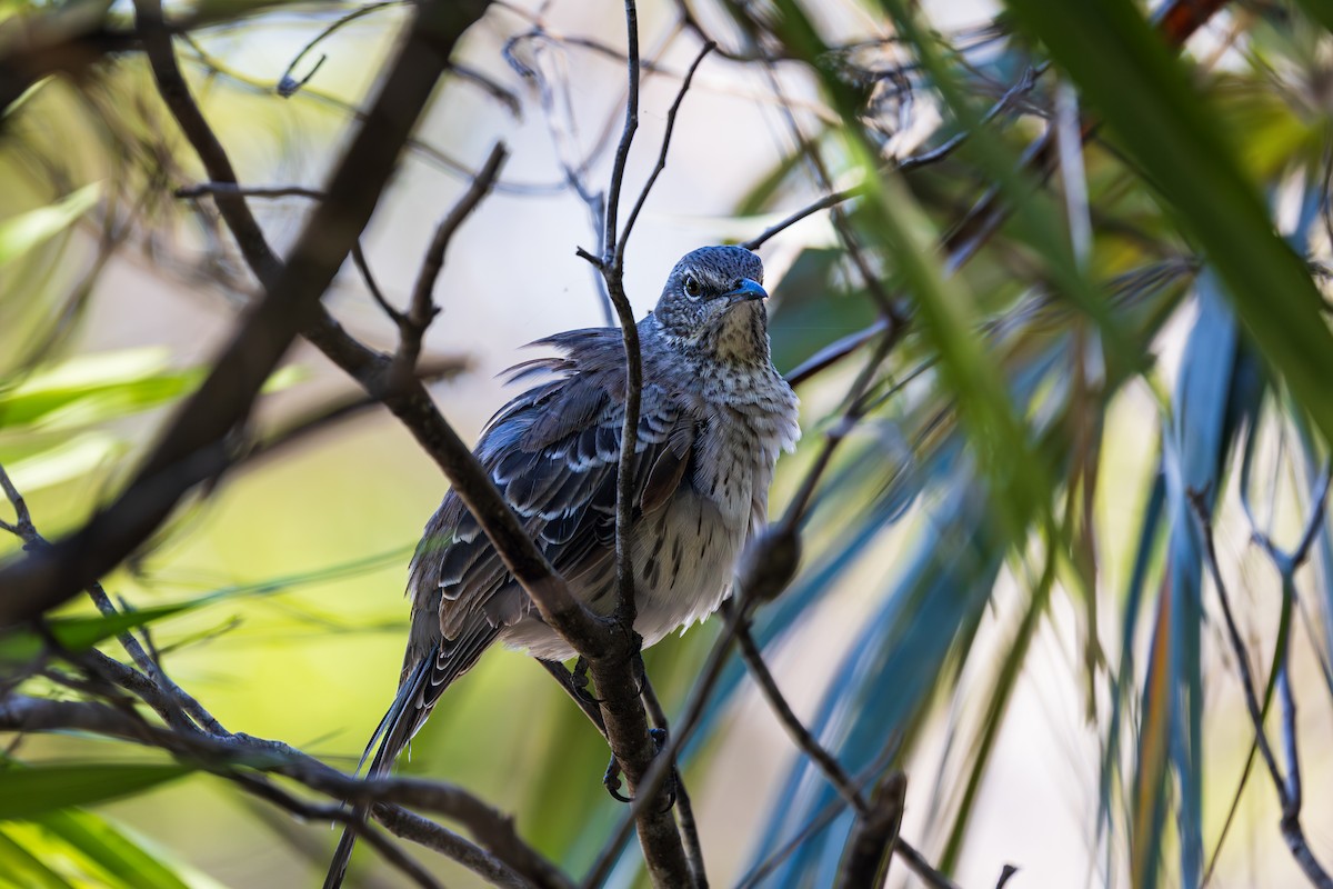 Bahama Mockingbird - ML643264517