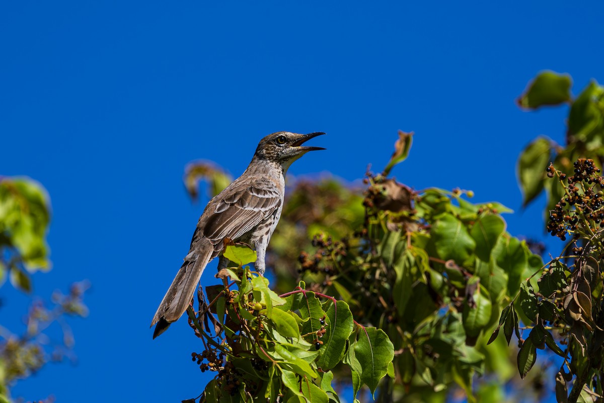 Bahama Mockingbird - ML643264521