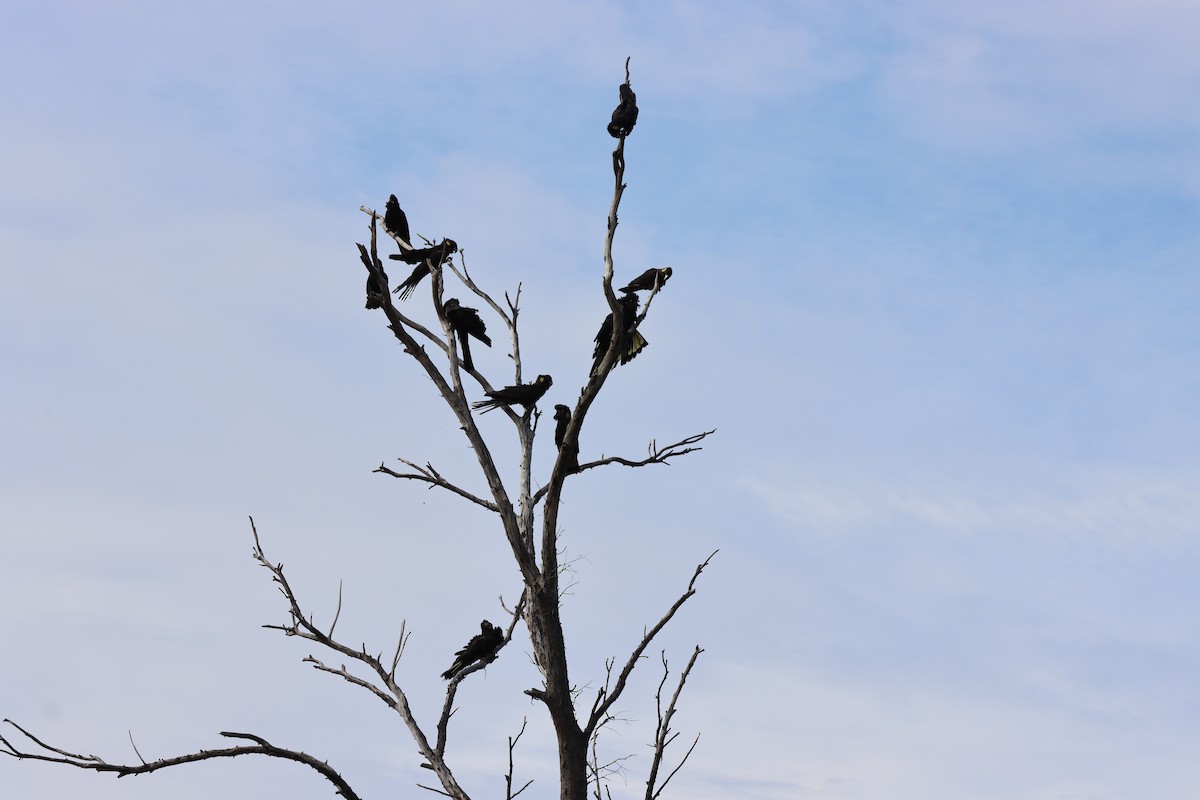 Yellow-tailed Black-Cockatoo - ML643264523