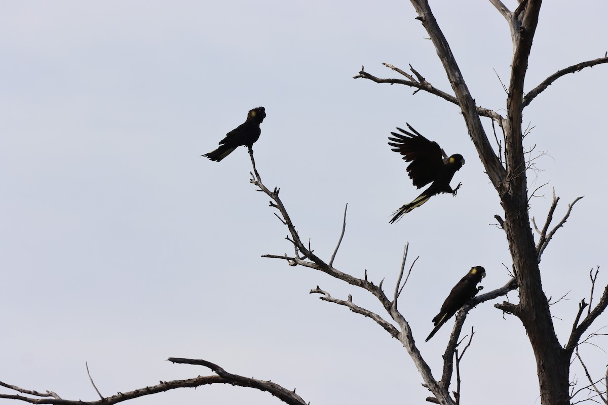 Yellow-tailed Black-Cockatoo - ML643264524