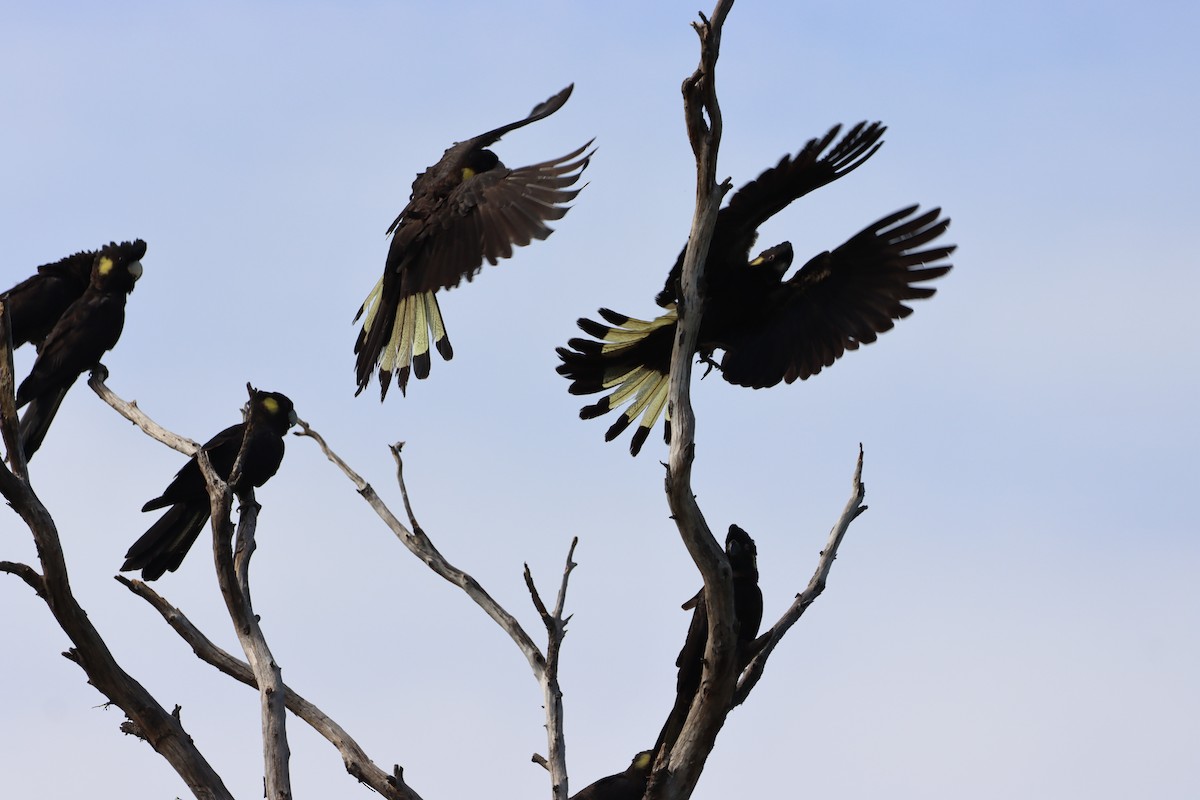 Yellow-tailed Black-Cockatoo - ML643264525
