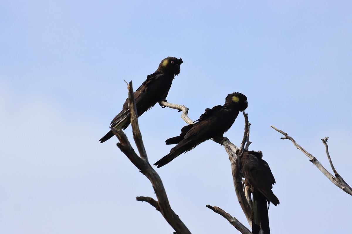 Yellow-tailed Black-Cockatoo - ML643264526