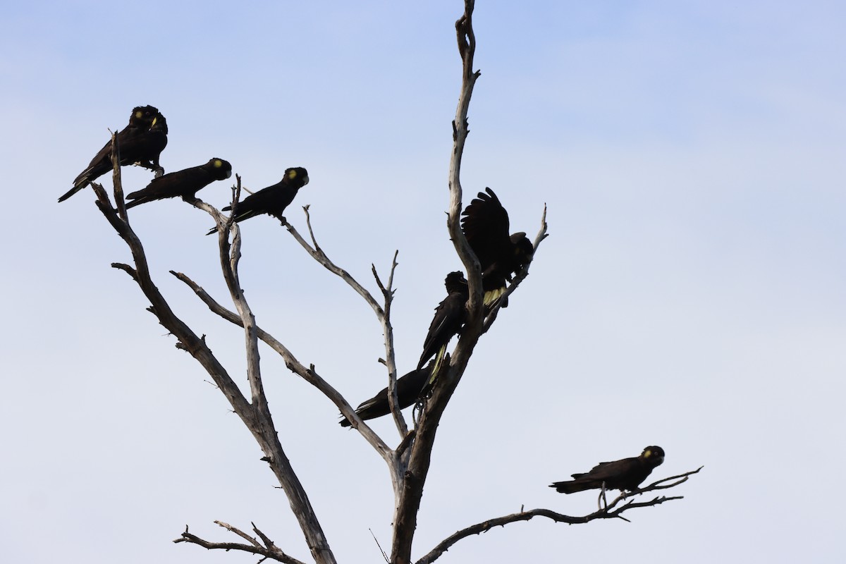Yellow-tailed Black-Cockatoo - ML643264527