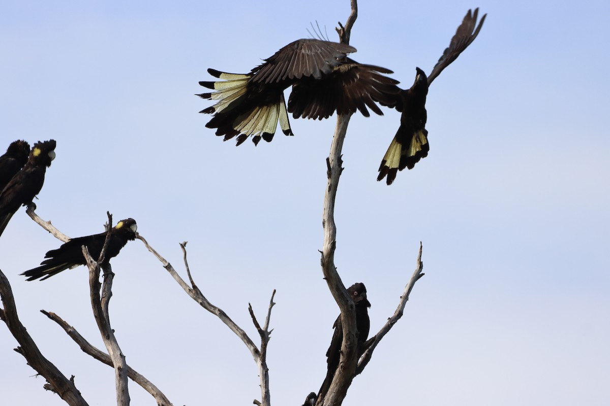 Yellow-tailed Black-Cockatoo - ML643264528