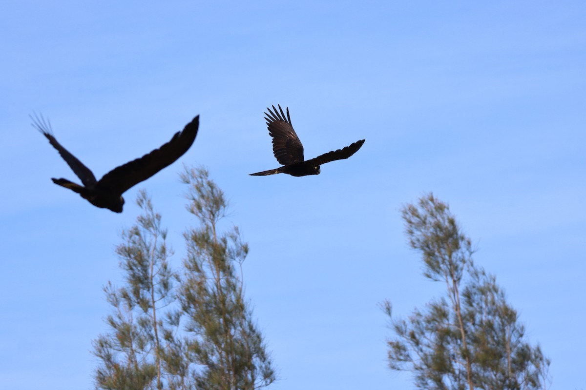 Yellow-tailed Black-Cockatoo - ML643264529