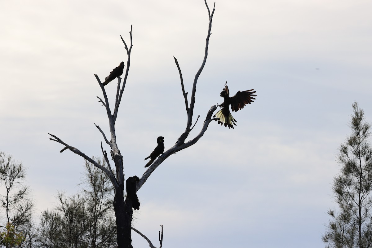 Yellow-tailed Black-Cockatoo - ML643264530