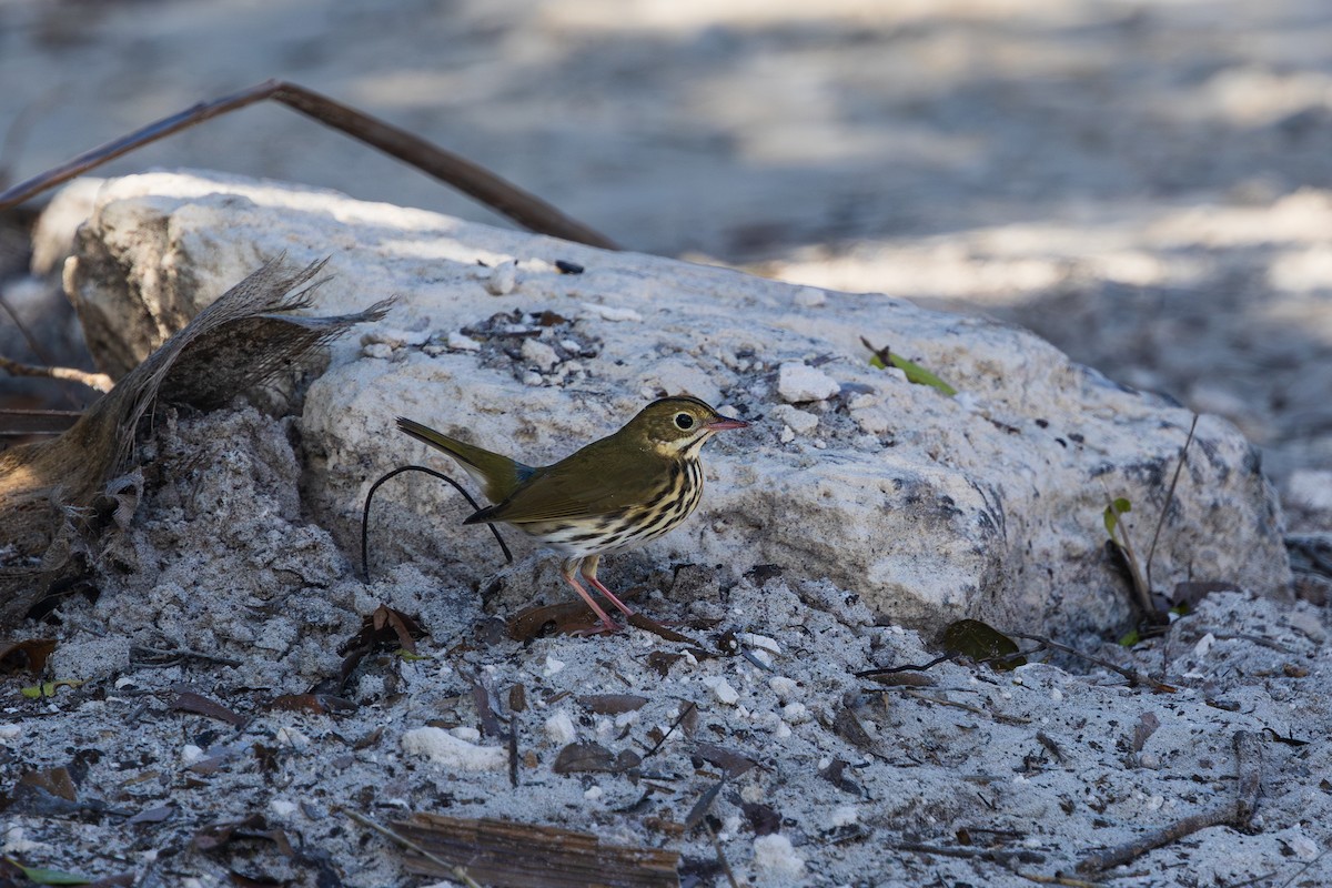 Ovenbird - ML643264542