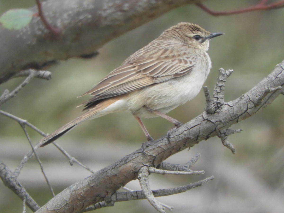 Rufous Songlark - ML643264555
