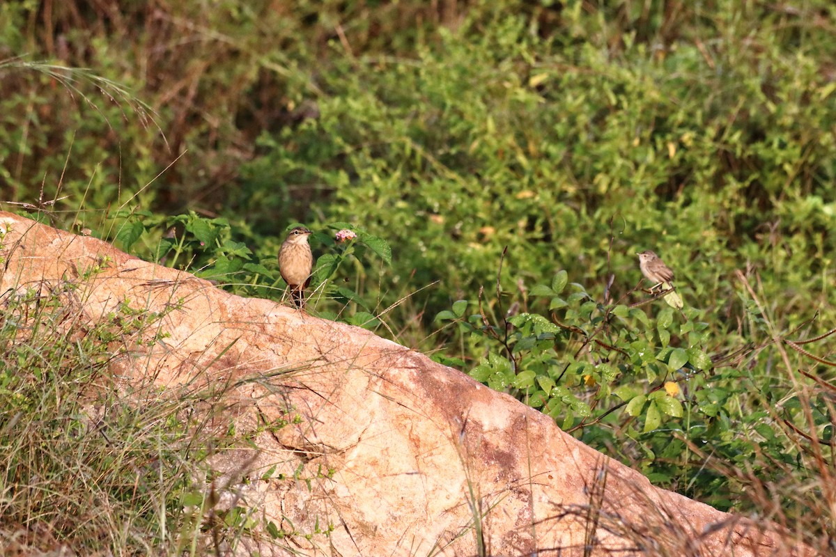 Plain Prinia - ML643264567